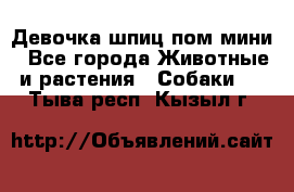 Девочка шпиц пом мини - Все города Животные и растения » Собаки   . Тыва респ.,Кызыл г.